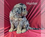 Puppy Hunter Bernedoodle