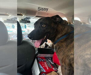 Sissy - Female Labrador Retriever-Unknown Mix Dog for Adoption - Photo #2