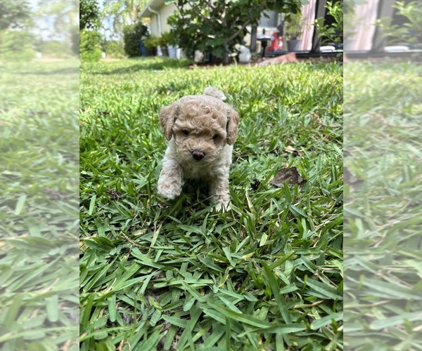 Medium Photo #22 Bichpoo Puppy For Sale in NORTH PORT, FL, USA