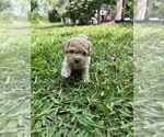Small Photo #22 Bichpoo Puppy For Sale in NORTH PORT, FL, USA