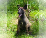 Small #1 German Shepherd Dog