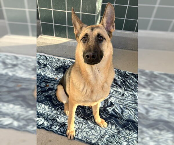 Medium Photo #2 German Shepherd Dog Puppy For Sale in Rancho Cucamonga, CA, USA