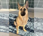 Small #1 German Shepherd Dog