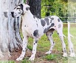 Small Photo #3 Great Dane Puppy For Sale in Vail, AZ, USA