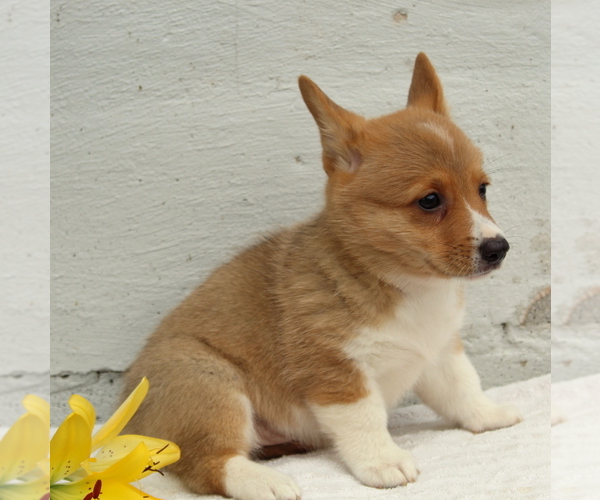 Medium Photo #4 Pembroke Welsh Corgi Puppy For Sale in MORGANTOWN, PA, USA