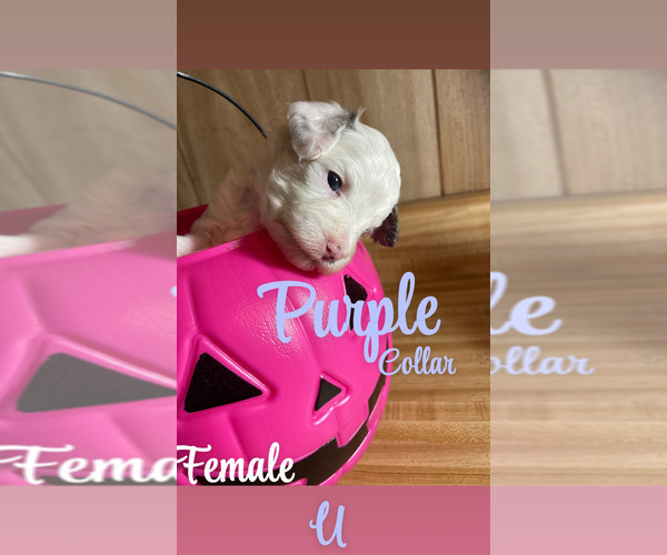 Medium Photo #1 Cavapoo Puppy For Sale in LAFAYETTE, TN, USA