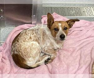 Australian Kelpie-Unknown Mix Dogs for adoption in Orange, CA, USA