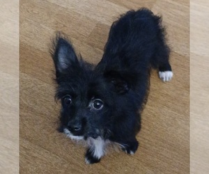 Poodle (Toy)-Yorkshire Terrier Mix Puppy for Sale in BURLINGTON, Massachusetts USA