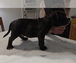 Small #10 American Bully