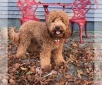 Small Photo #1 Goldendoodle Puppy For Sale in FOREST PARK, IL, USA