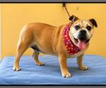 Small #4 Bulldog Mix