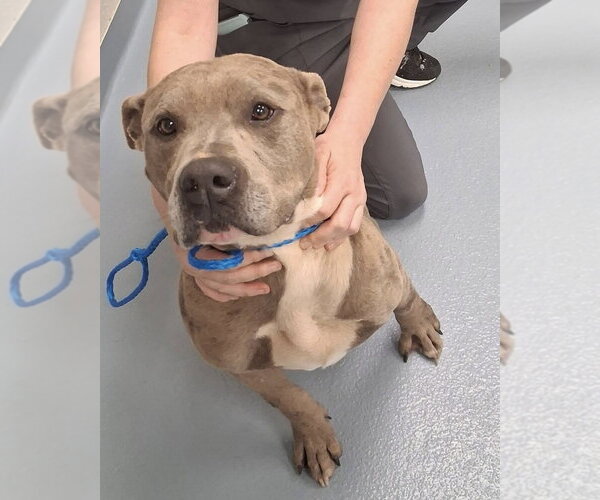 Medium Photo #3 American Staffordshire Terrier-Unknown Mix Puppy For Sale in Brewster, NY, USA