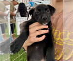 Small Labrador Retriever Mix