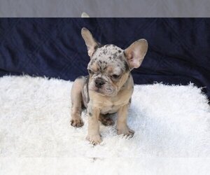 Bulldog Puppy for sale in CREVE COEUR, MO, USA
