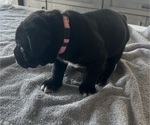 Small #19 Cane Corso