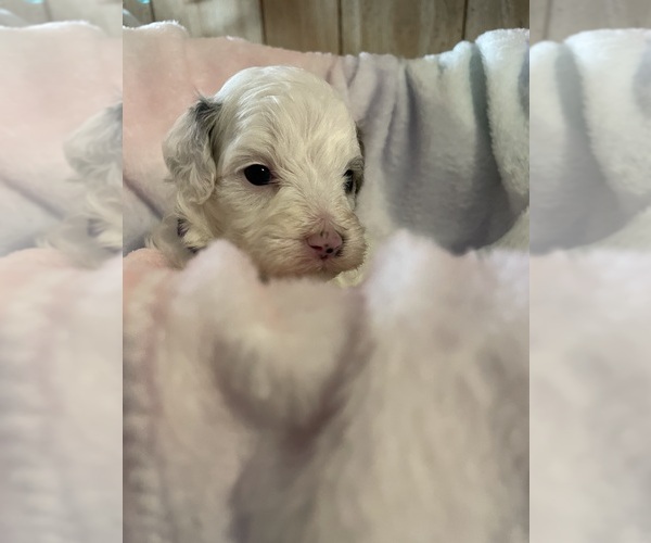 Medium Photo #16 Cavapoo Puppy For Sale in LAFAYETTE, TN, USA