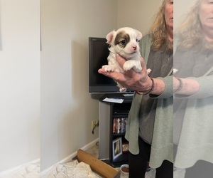 Chihuahua Puppy for sale in COLUMBIA, SC, USA