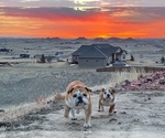 Small Photo #6 Bulldog Puppy For Sale in GILLETTE, WY, USA