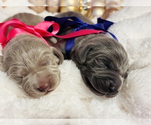 Weimaraner Litter for sale in CLARION, PA, USA