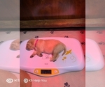 Small Photo #17 Golden Retriever Puppy For Sale in SAINT LOUIS, MO, USA