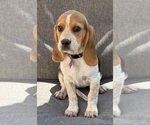 Puppy Purple collar Beagle