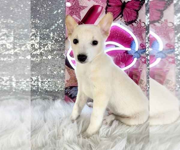 Medium Photo #2 Rat-Cha Puppy For Sale in INDIANAPOLIS, IN, USA