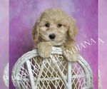 Small Photo #17 Maltipoo (Miniature) Puppy For Sale in WARSAW, IN, USA