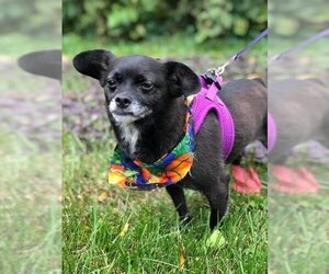 Chihuahua Dogs for adoption in WESTHAMPTON, MA, USA