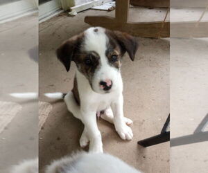 Border-Aussie Dogs for adoption in Aurora, IN, USA