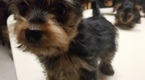 Small Photo #3 Yorkshire Terrier Puppy For Sale in SUWANEE, GA, USA