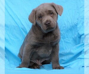 Labrador Retriever Puppy for sale in FREDERICKSBG, OH, USA