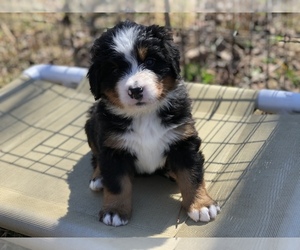 Bernese Mountain Dog Puppy for sale in LACEYS SPRING, AL, USA