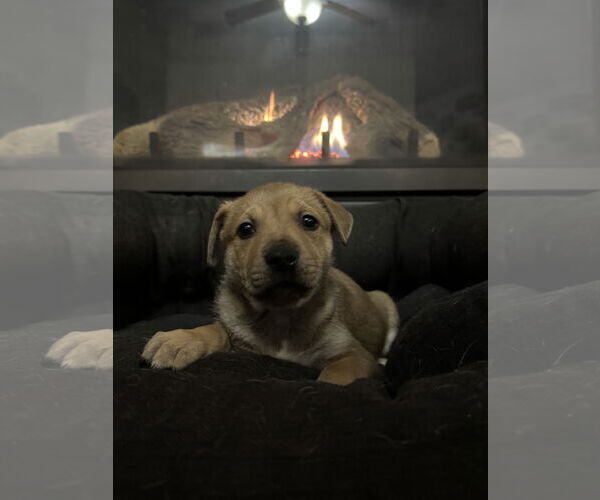 Medium Photo #1 Toy Rat Doxie Puppy For Sale in Holly Springs, NC, USA