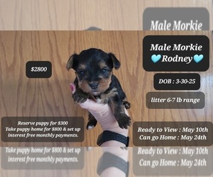Morkie Puppy for sale in TUCSON, AZ, USA