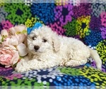 Small Photo #4 Bichon Frise-Bichpoo Mix Puppy For Sale in NOTTINGHAM, PA, USA