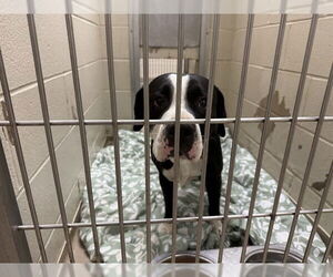 American Pit Bull Terrier Dogs for adoption in Decatur, IL, USA