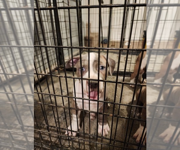 Medium Photo #10 American Bully Puppy For Sale in HARRISBURG, PA, USA