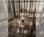 Small #9 American Bully
