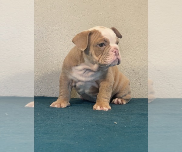 Medium Photo #5 English Bulldog Puppy For Sale in LANCASTER, CA, USA