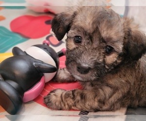 Pembroke Welsh Corgi-Poovanese Mix Puppy for Sale in MILTON, Washington USA