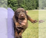 Small Photo #5 Doberman Pinscher Puppy For Sale in CHESTER, SC, USA