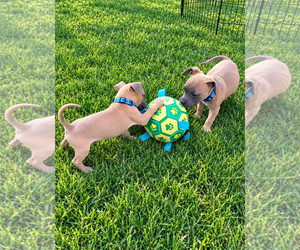 Boone - Male Mutt Dog for Adoption - Photo #3