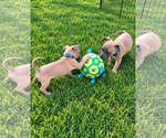 Small Photo #3 Mutt Puppy For Sale in Euless, TX, USA