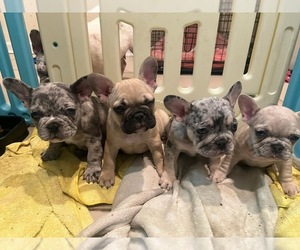 French Bulldog Litter for sale in SAN JUAN BAUTISTA, CA, USA
