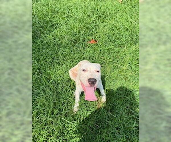 Medium Photo #1 Mutt Puppy For Sale in Sparta, TN, USA