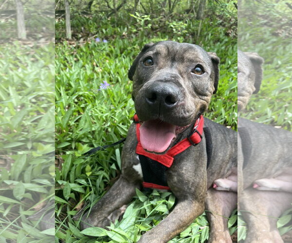 Medium Photo #1 Mutt Puppy For Sale in Topeka, KS, USA