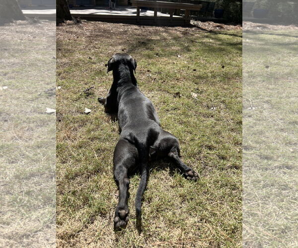 Medium Photo #6 American Pit Bull Terrier-Basset Hound Mix Puppy For Sale in The Woodlands, TX, USA