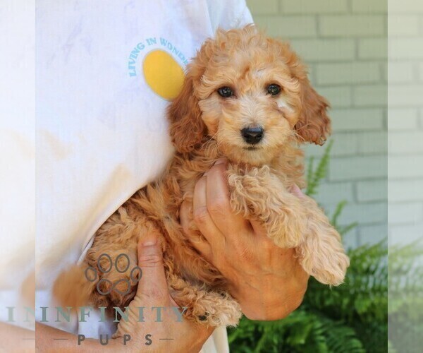 Medium Photo #3 Goldendoodle (Miniature) Puppy For Sale in NARVON, PA, USA