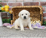 Small #4 Labrador Retriever