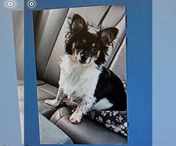 Medium Photo #1 Chiweenie Puppy For Sale in Oakhurst, NJ, USA